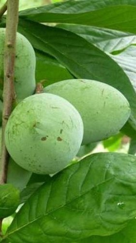 Pianta asimina triloba - pianta, di