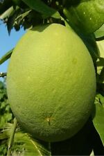 pianta di Pomelo Fitocella albero vero di agrume pianta da frutta età 2 anni