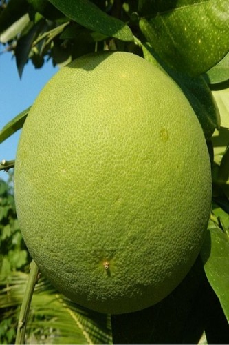 Pianta pomelo fitocella - di,