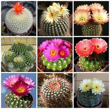 60 semillas mezcla Notocactus ,cactus mix ,plantas suculentas, seed mix S