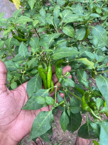 Peperoncino piccante vegetale - peperoncino,