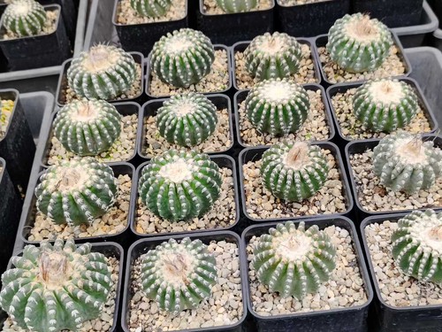 Discocactus horstii cactus - horstii,