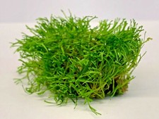 Riccia Fluitans 5g Muschio
