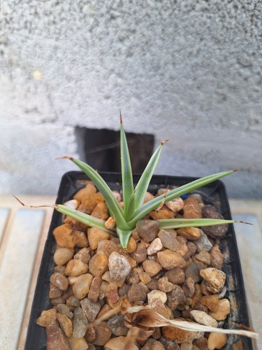 Agave stricta nana - , marginata
