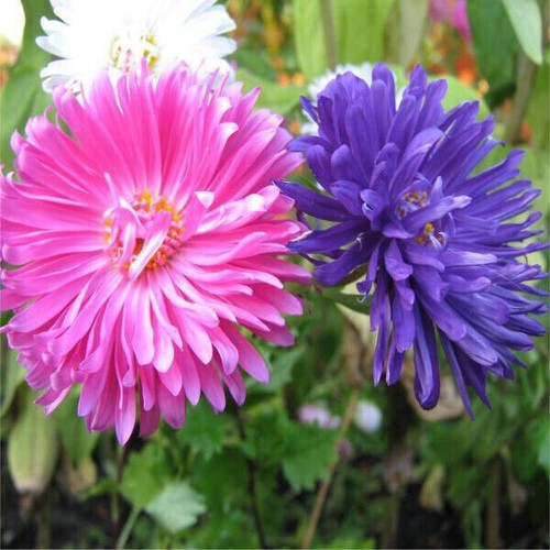 200 semi callistephus blu - 200,