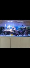 Acquario marino completo - acquario,