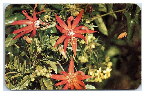 Cartolina red passion - passion, a