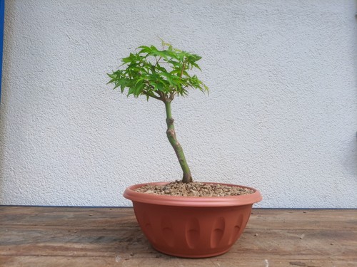 Bonsai shoin acero - shoin, palmato