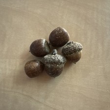 Semi di rovere rosso