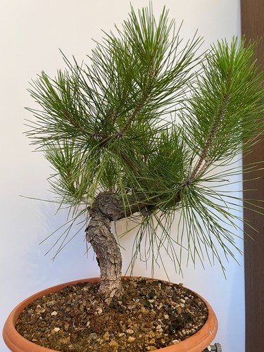 Pre bonsai pino nero - pino,