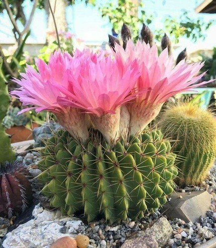 1186mv notocactus cactus - cs,