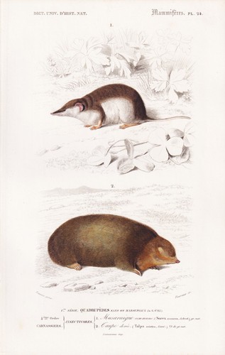 Talpa sorex araneus topo - sorex,