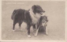 CANI PASTORE SCOZZESI - Roy e Wasington di Varano, Premio 1904 Foto Cartolina