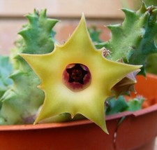 Huernia THURETII var Primulina 1 SINGOLO Stelo a radice Nuda, Fiore in foto WEB