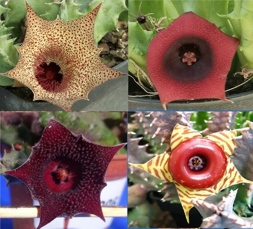 Talee senza radici huernia - senza,