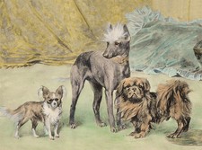 PAPILLON CHINESE CRESTED AND