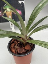 Paphiopedilum papuanum -