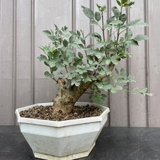 Pre Bonsai frassino 