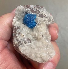 MUSEUM BLOWOUT!--Campione