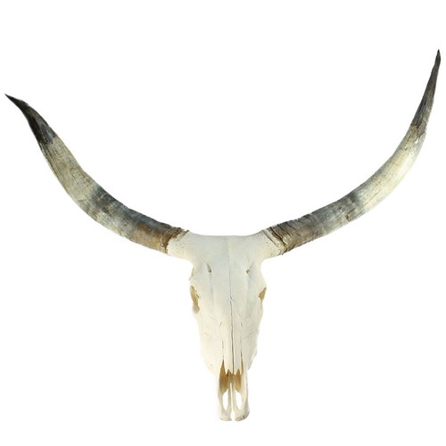Genuine cattle skull with long - skull,