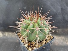 MELOCACTUS DIAMANTINUS CACTUS