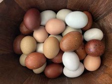 Uova Feconde, Fertili Razza