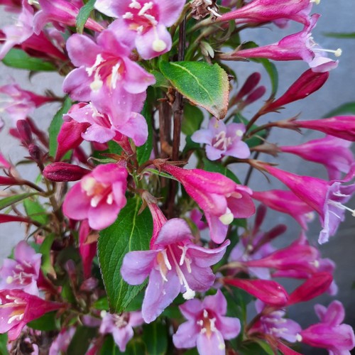Weigela florida rubidol - weigela, 2l