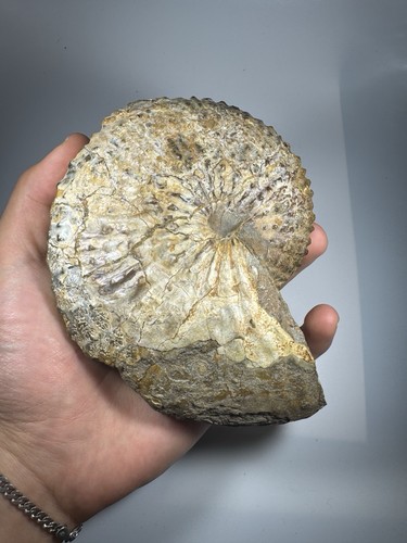 Grande fossile ammonite da - grande,