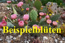 Opuntia phaeacantha White