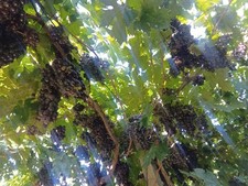 Vendo Uva Per Marmellata E Per