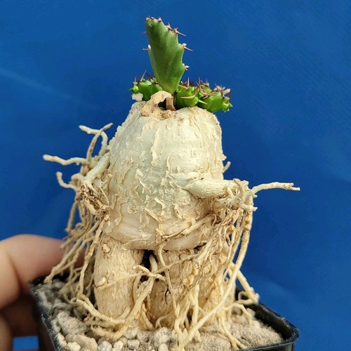 Euphorbia stellata caudex - euphorbia,