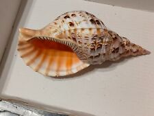 Conchiglia Shell  CHARONIA