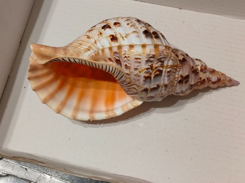 Conchiglia shell charonia - conchiglia,