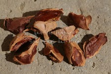 CIPRESSO DELLE PALUDI -