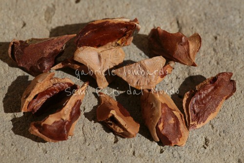 Cipresso delle paludi - delle,
