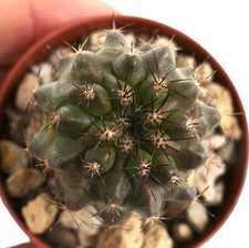 Copiapoa serpentisulcata MN7 - Pelle di Serpente - Kopiapoa | Serpente - Kopiapoa