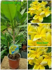 Pianta di plumeria (Plumeria