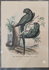 Uccelli GRAN PAPAGALLO D'ALESSANDRO Petraroia Boschi XIX sec. Atlante Zoologico