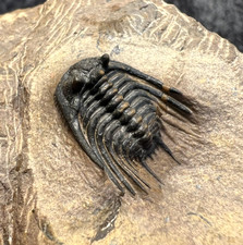 Leonaspis sp. Trilobite Fossil