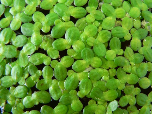 Lemna minor lenticchia acqa - lemna, d'acqa