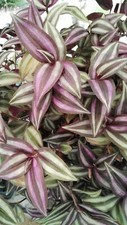 Tradescantia zebrina vaso - ,