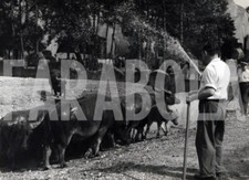 Foto vintage Francia, Bufali soffrono il caldo, 1950, stampa 20x15 cm