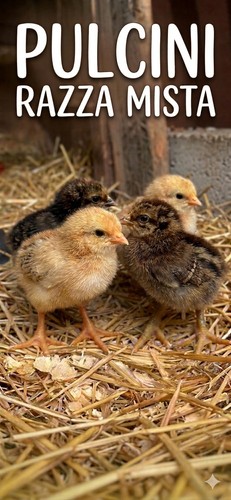 Uova feconde gallina - feconde,