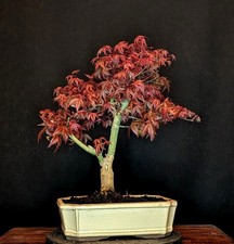BONSAI DI ACERO ROSSO