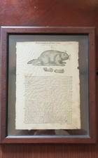 stampa '800 castoro con cornice noce antico - doppio vetro per descrizione retro