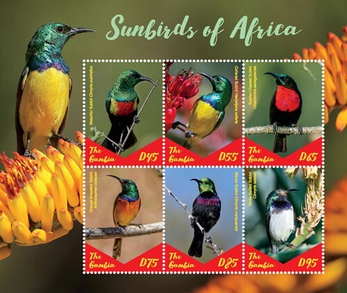 Gambia 2019 sunbirds - gambia,