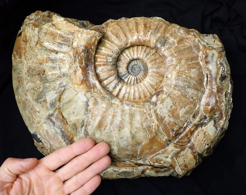 Huge asteroceras stellare - huge,