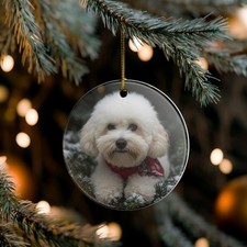 Bichon Frise Natale in