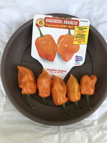 Peperoncini habanero orange - peperoncini,