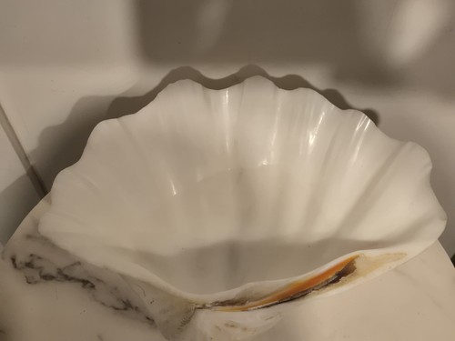 Esemplare guscio vongole - di,